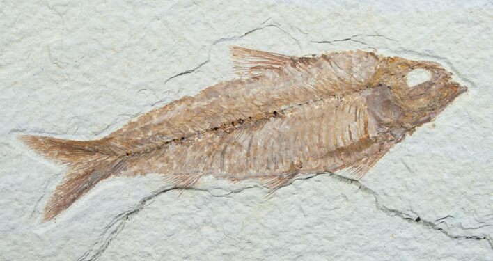 Knightia Fossil Fish - Wyoming #7588